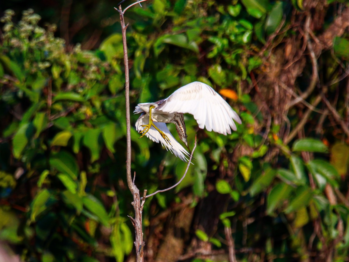 pond-heron sp. - ML647008509