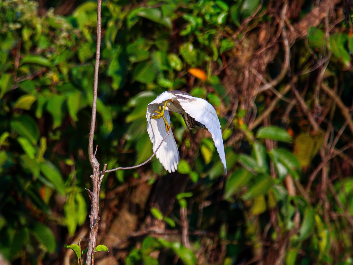 pond-heron sp. - ML647008510