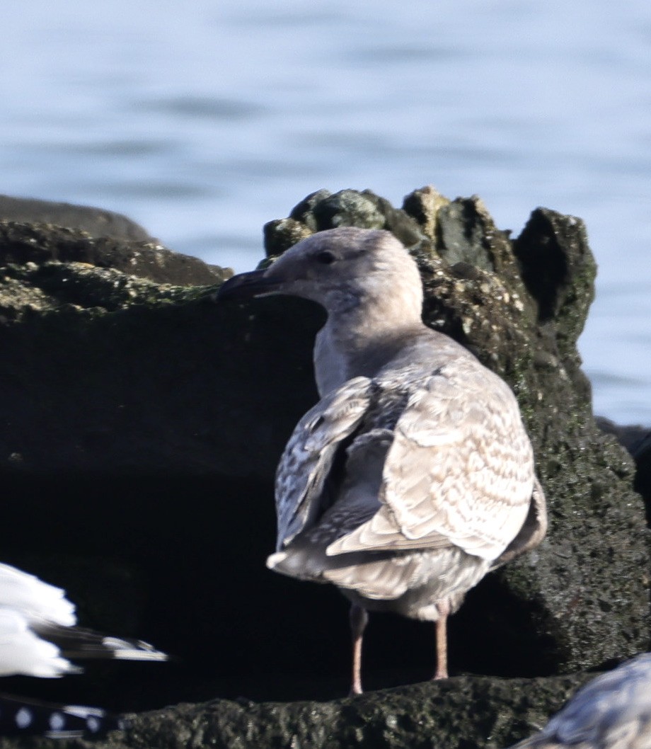 Western x Glaucous-winged Gull (hybrid) - ML647008511