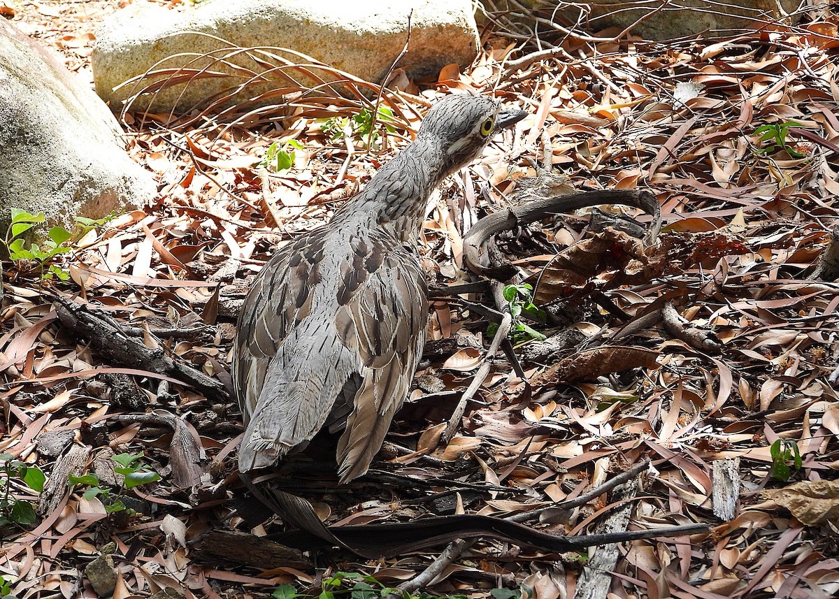 Bush Thick-knee - ML647008513