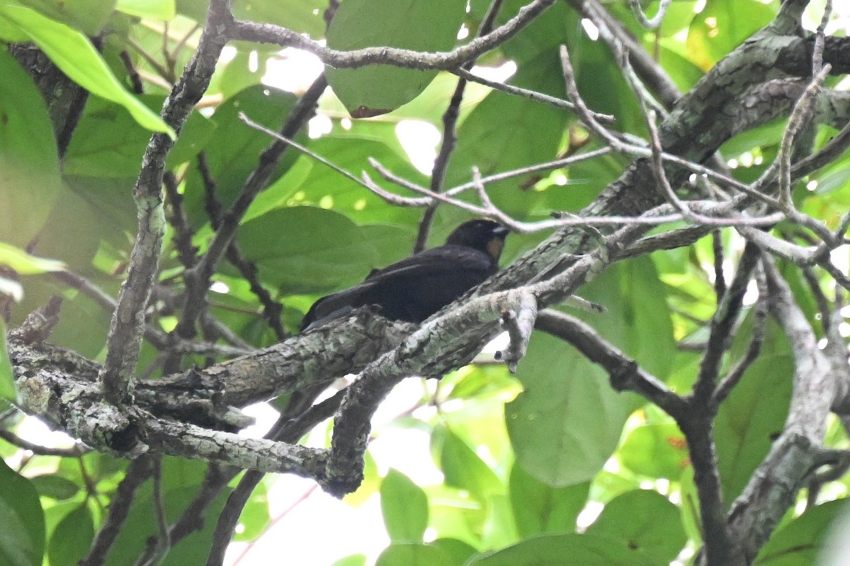 Flame-crested Tanager - ML647008514