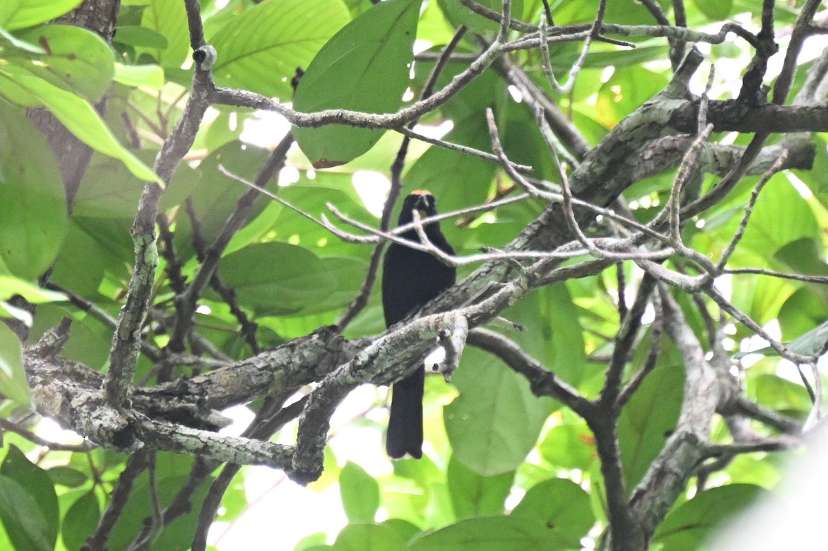 Flame-crested Tanager - ML647008515