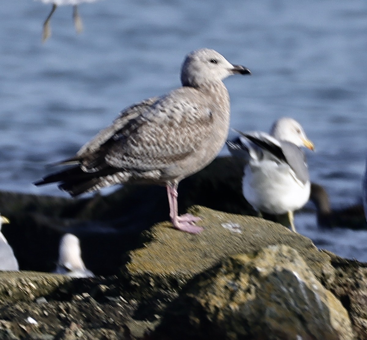 Iceland Gull (Thayer's) - ML647008518