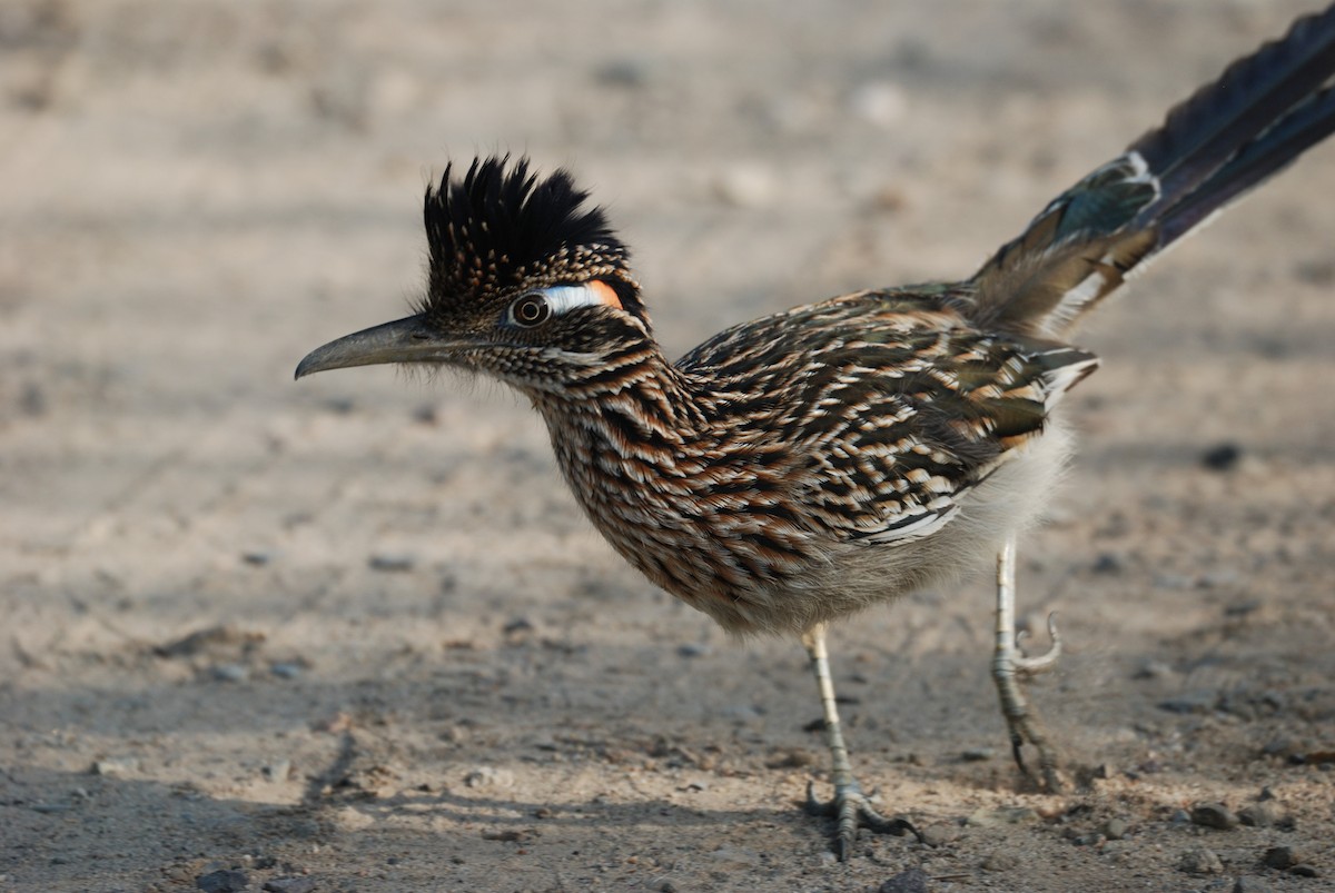 Greater Roadrunner - ML647008520