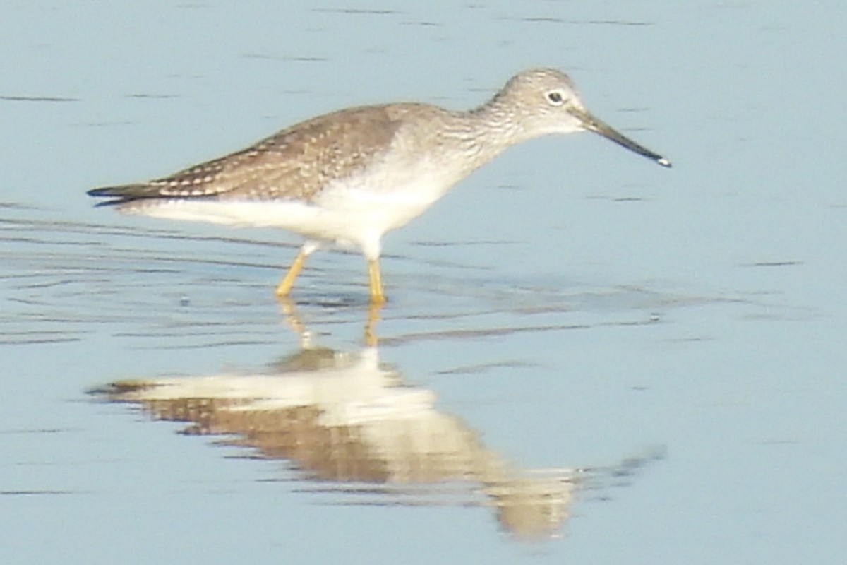 Greater Yellowlegs - ML647008521