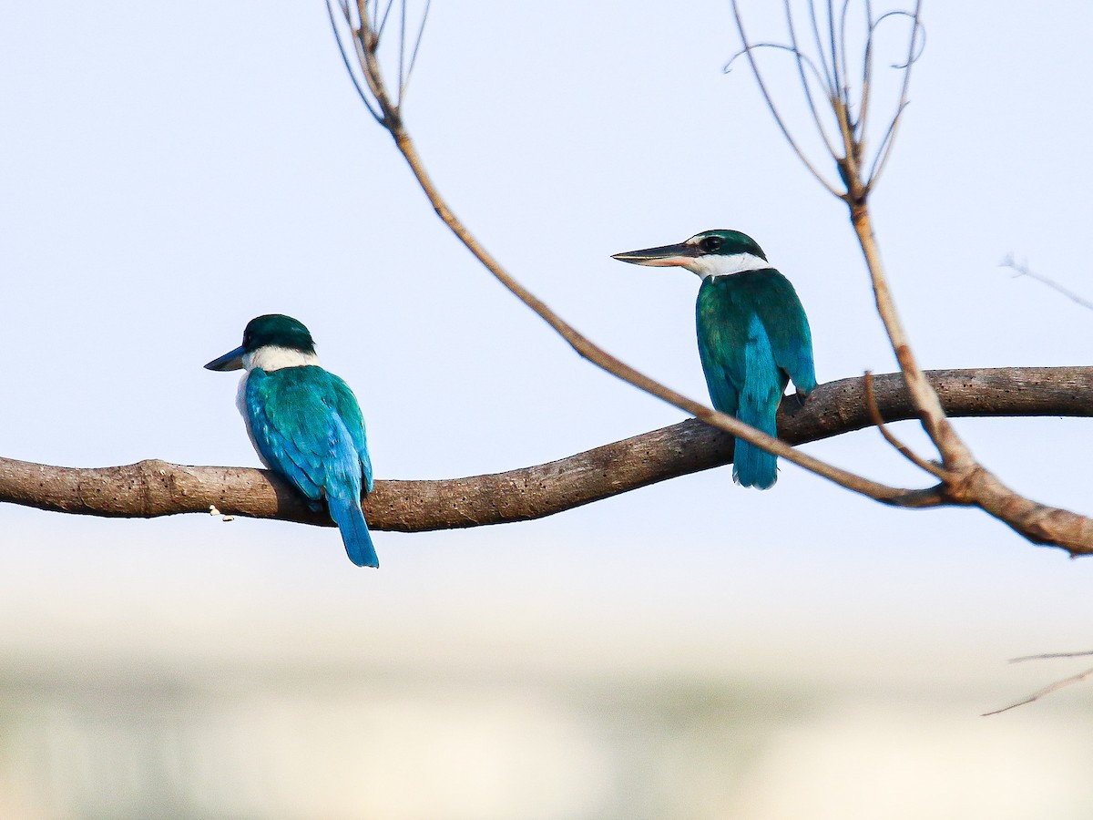 Collared Kingfisher - ML647008523