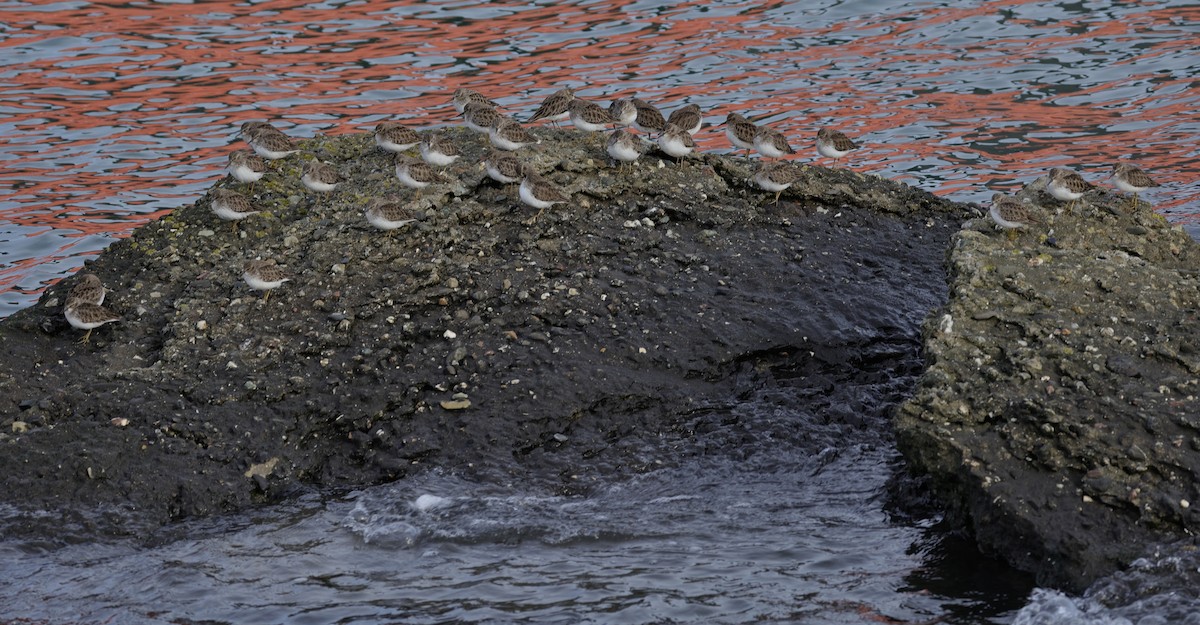 Least Sandpiper - ML647008526