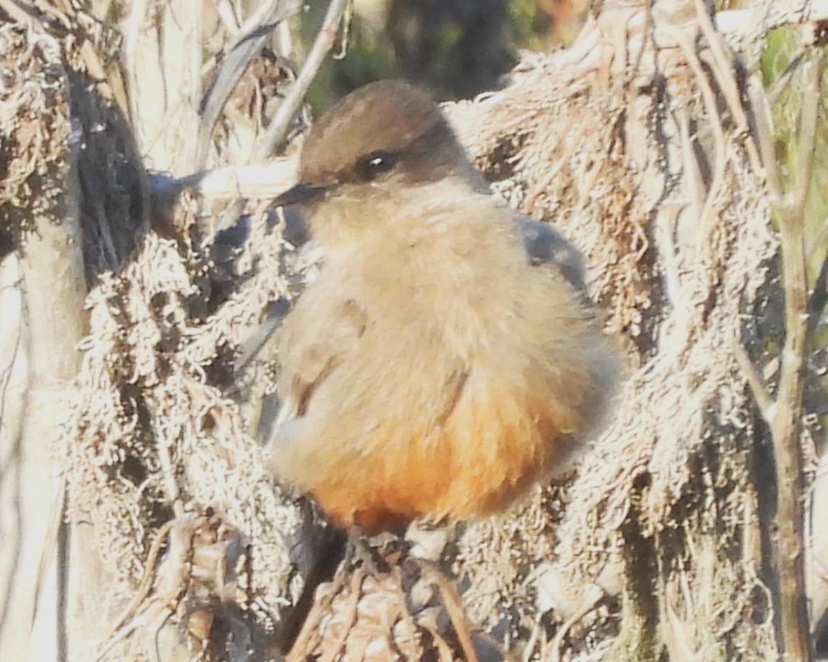 Dunlin - ML647008527