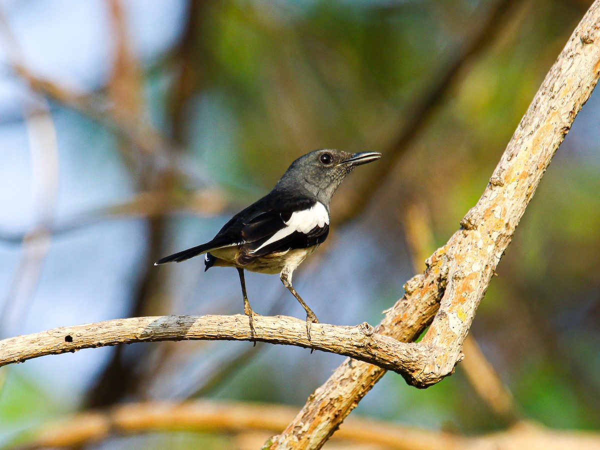 Oriental Magpie-Robin - ML647008528