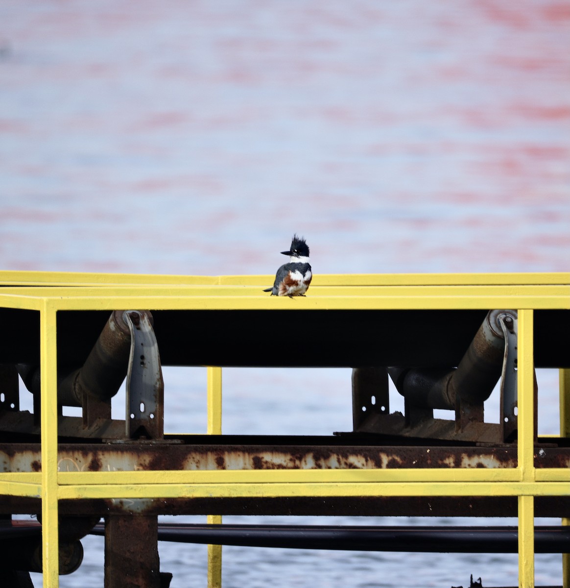 Belted Kingfisher - ML647008529