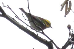 Townsend's Warbler - ML647008530