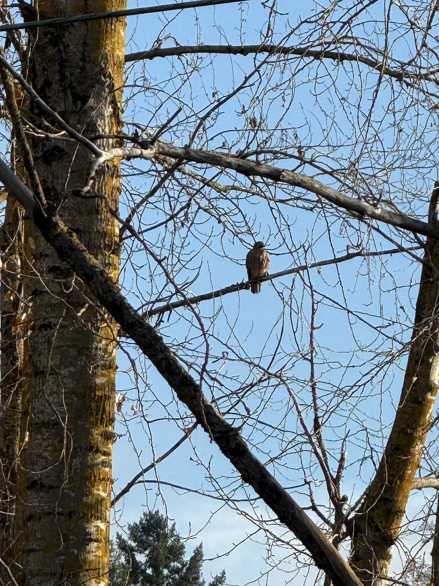 Red-tailed Hawk - ML647008533