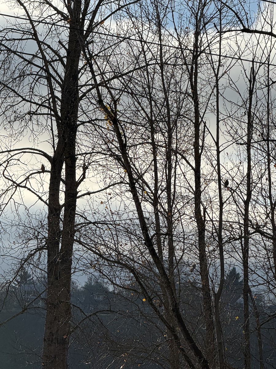 Red-tailed Hawk - ML647008534