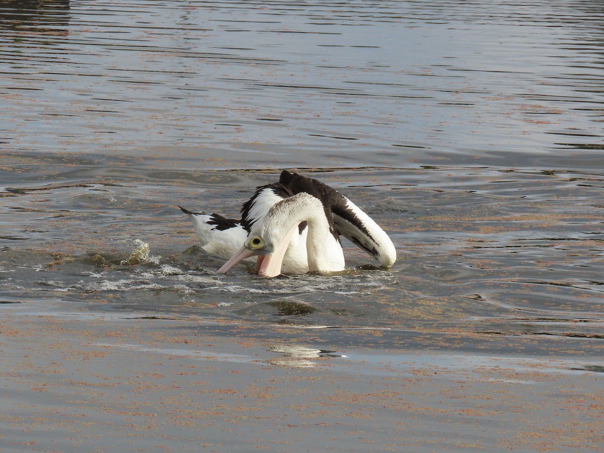 Australian Pelican - ML647008537