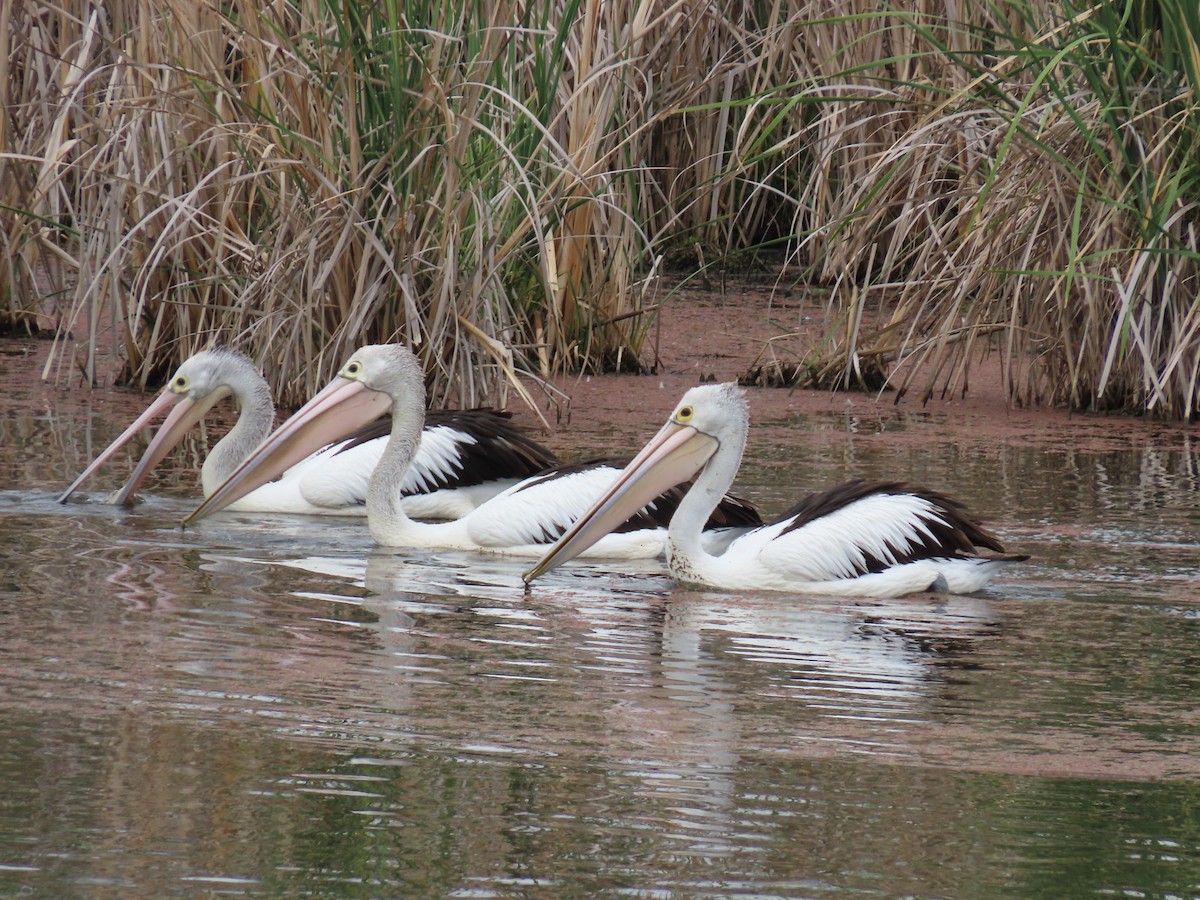 Australian Pelican - ML647008538