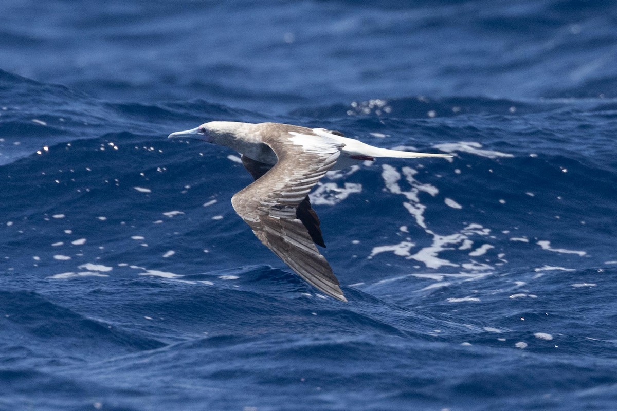 rødfotsule - ML647008540