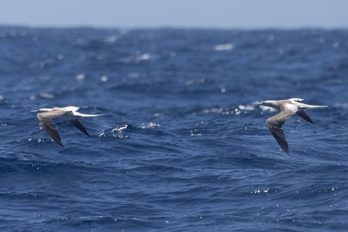 rødfotsule - ML647008541