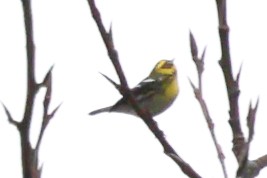 Townsendwaldsänger - ML647008543