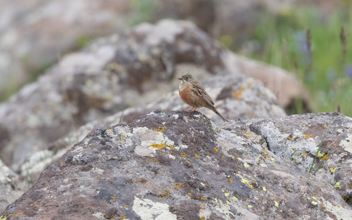 Bruant ortolan - ML647008545