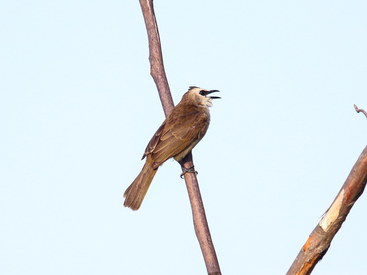 Yellow-vented Bulbul - ML647008547