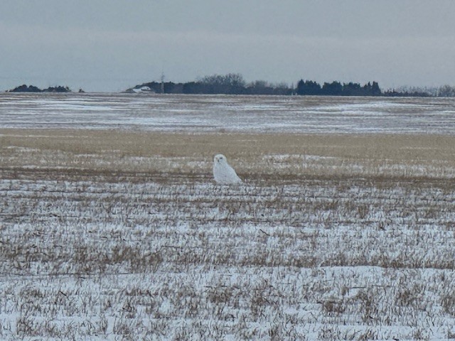 Snowy Owl - ML647008549