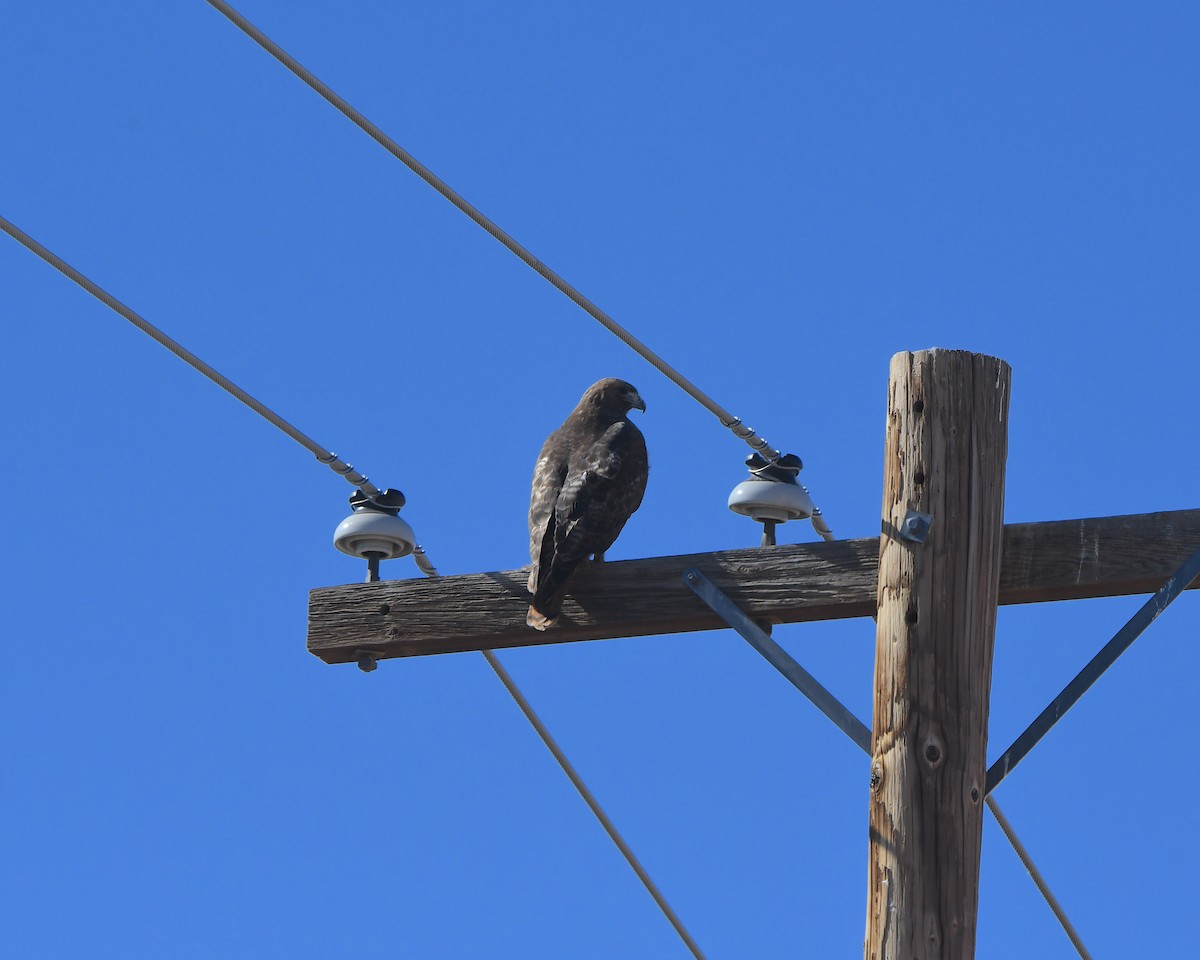 rødstjertvåk - ML647008550