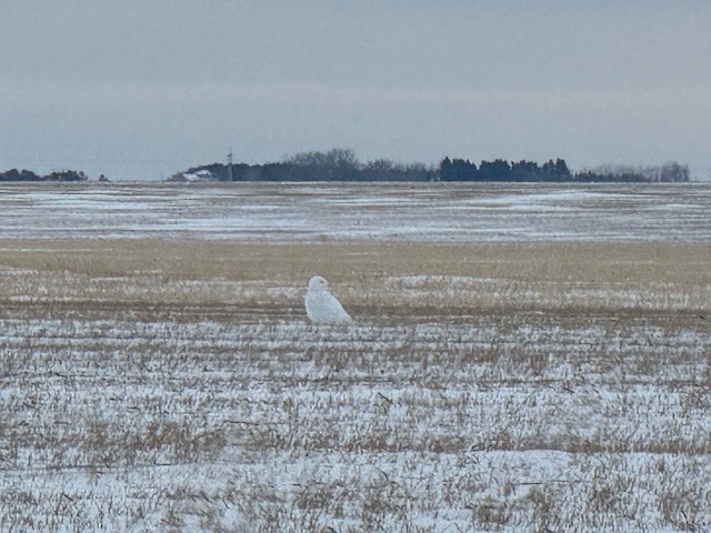 Snowy Owl - ML647008551