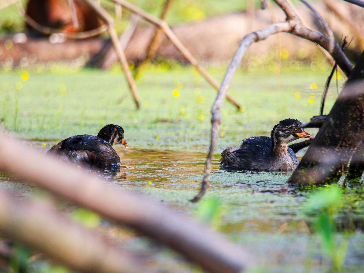 טבלן גמדי - ML647008552