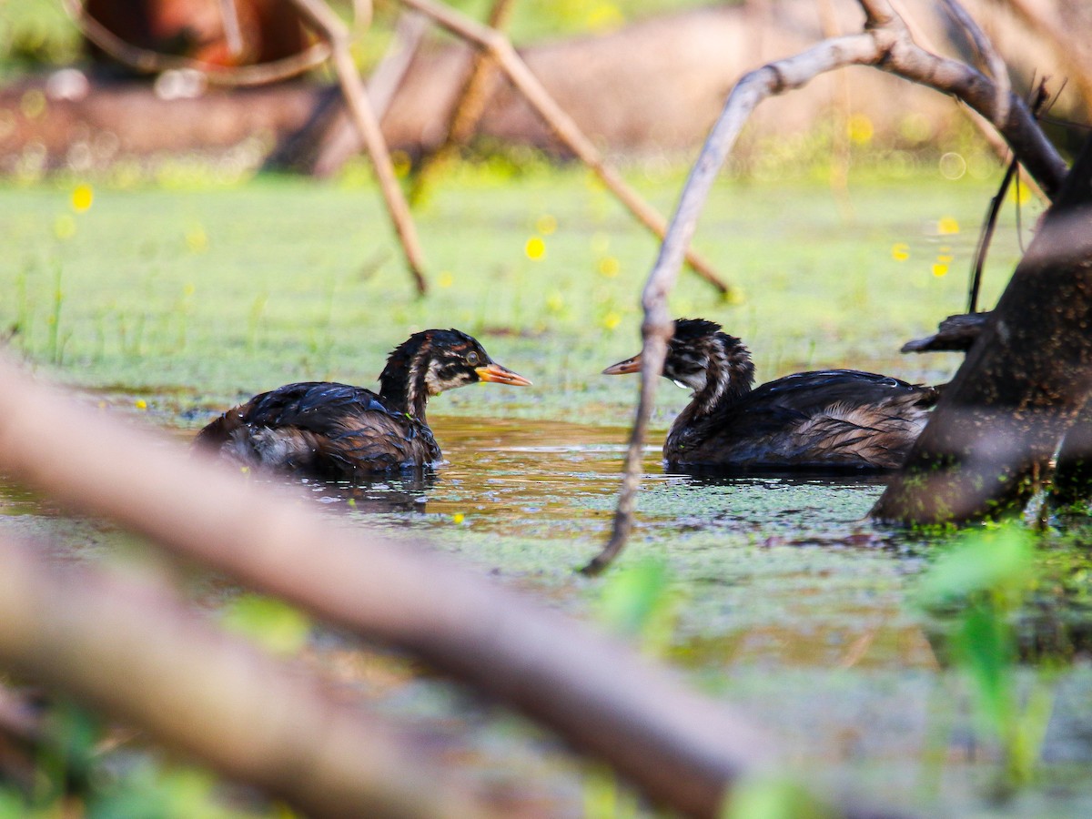 Little Grebe - ML647008553