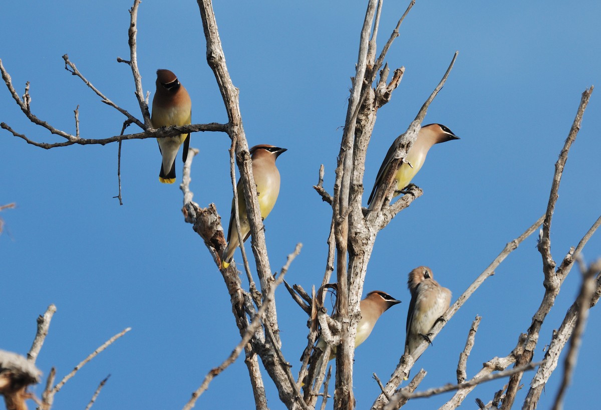 Cedar Waxwing - ML647008554