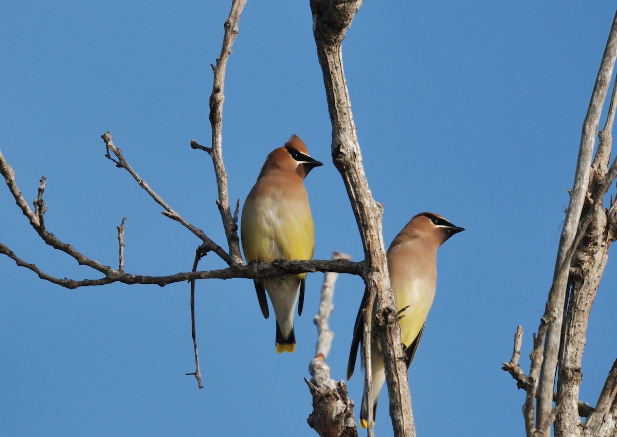 Cedar Waxwing - ML647008555