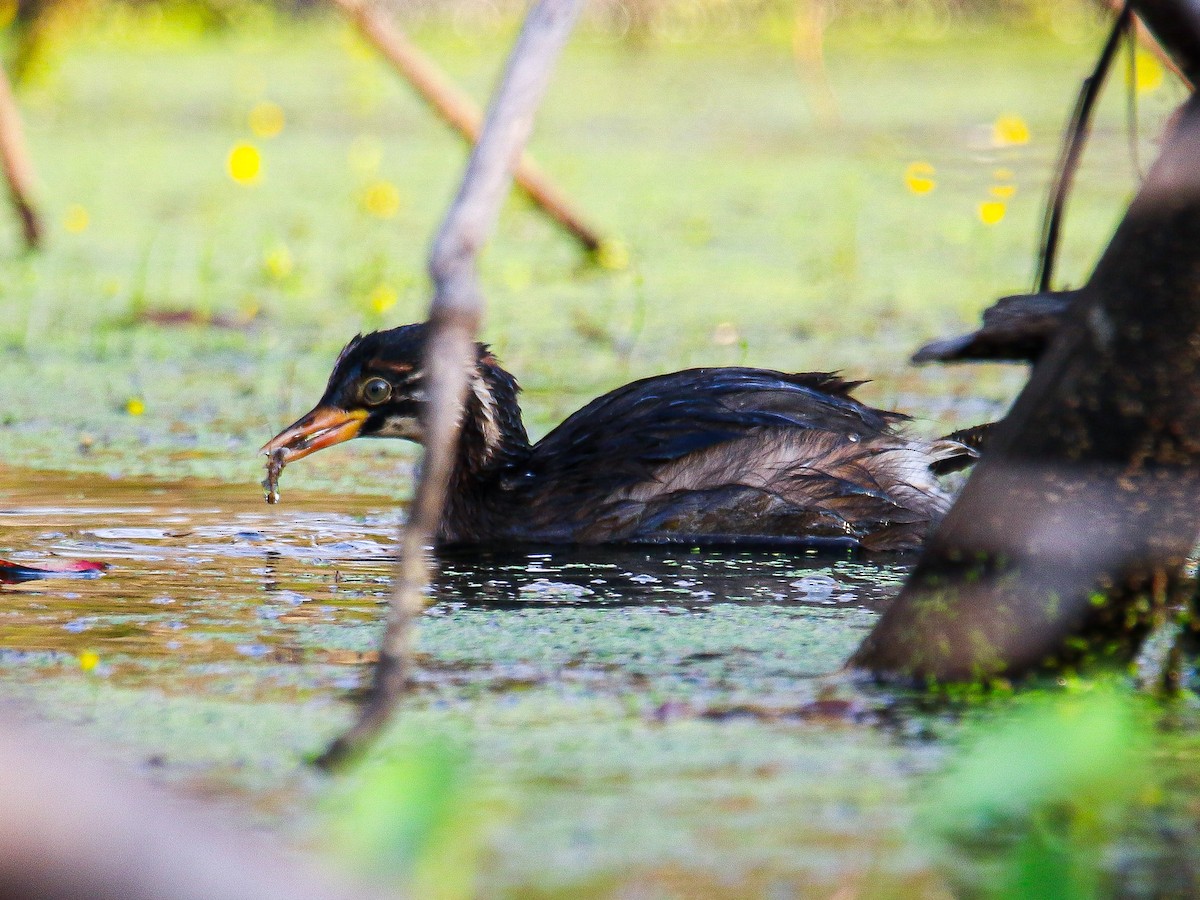 Little Grebe - ML647008556