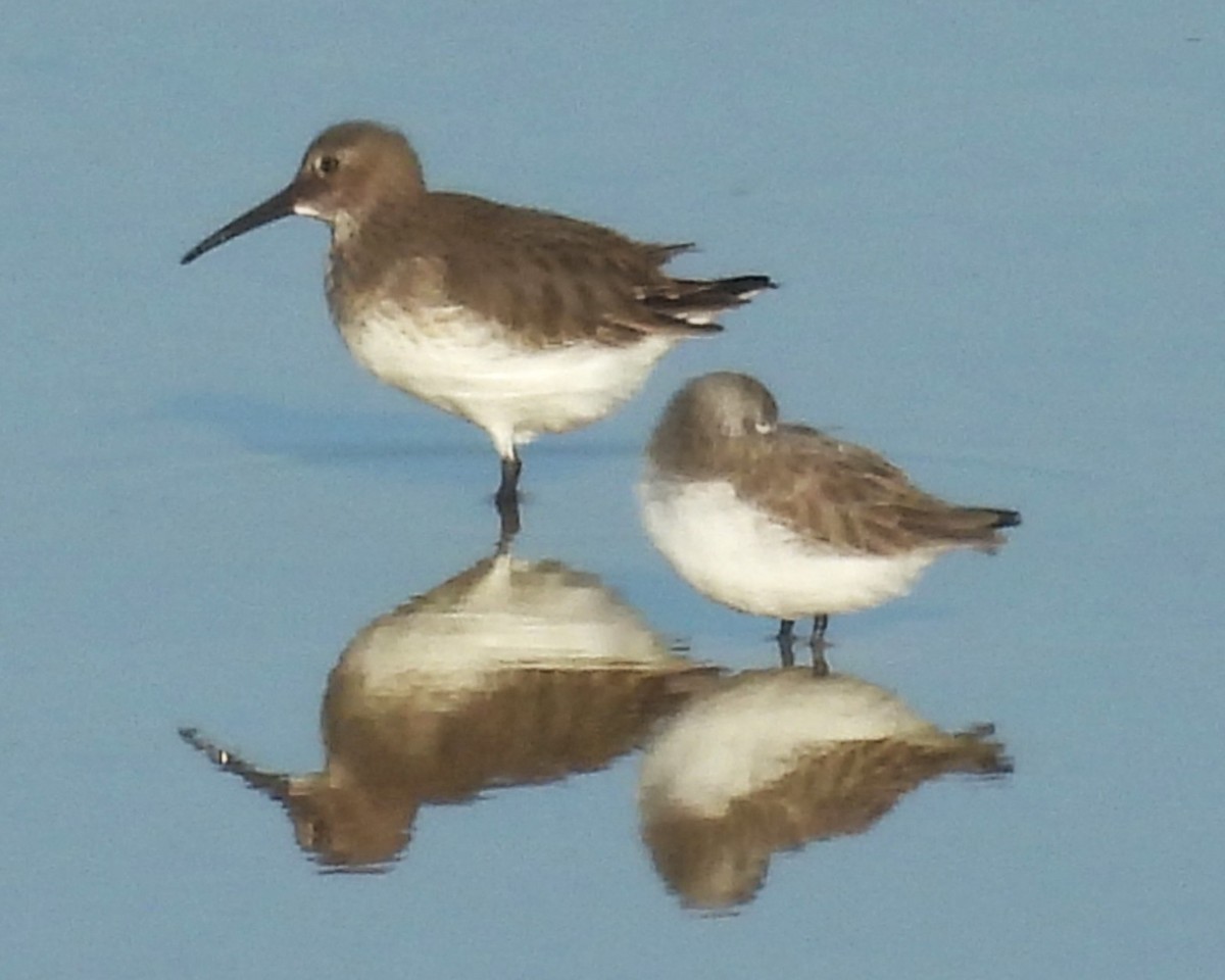 Dunlin - ML647008558