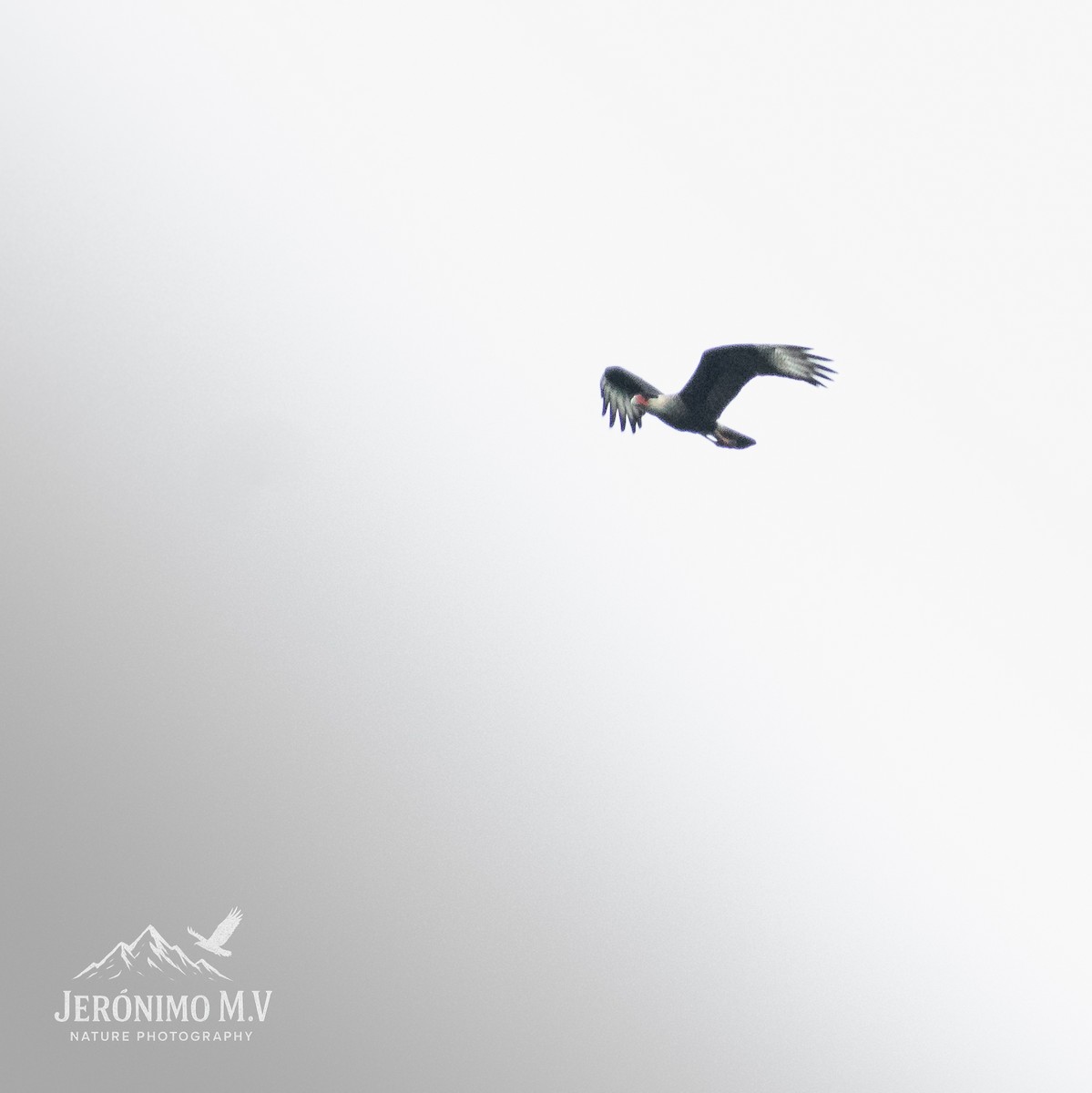 Crested Caracara - ML647008559