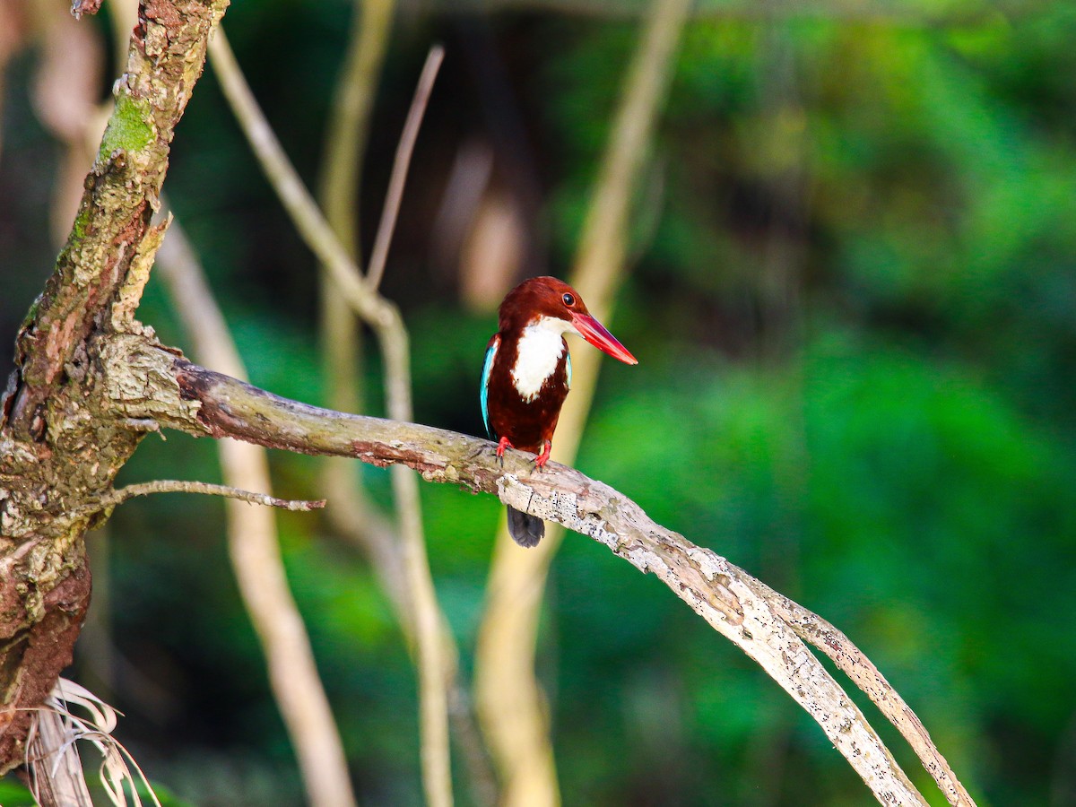 White-throated Kingfisher - ML647008560