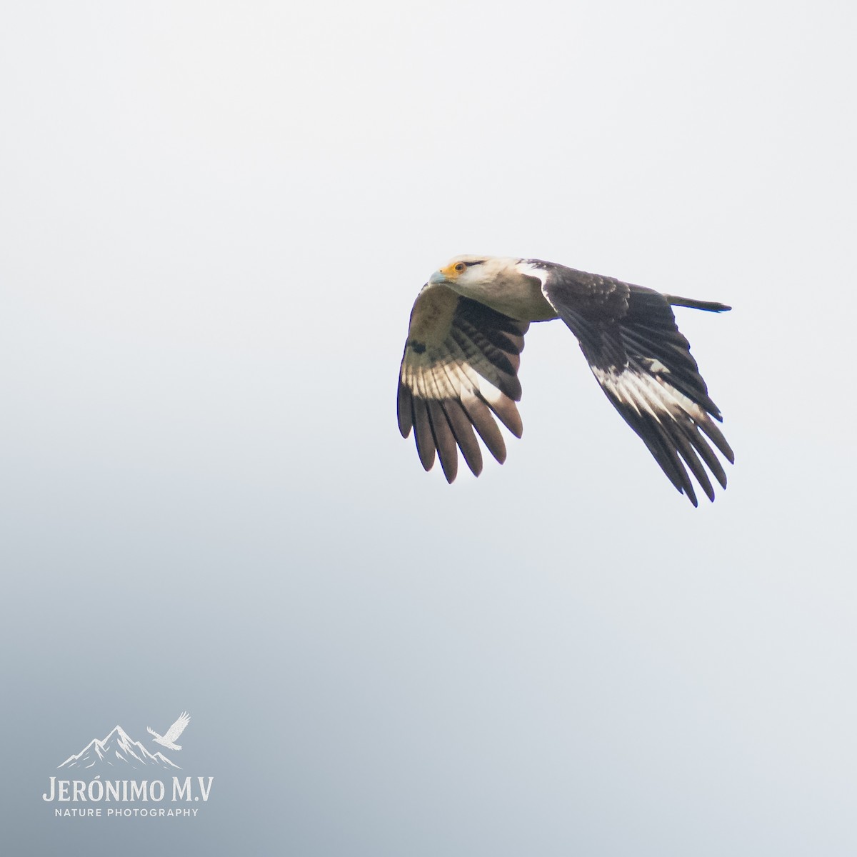 Yellow-headed Caracara - ML647008561