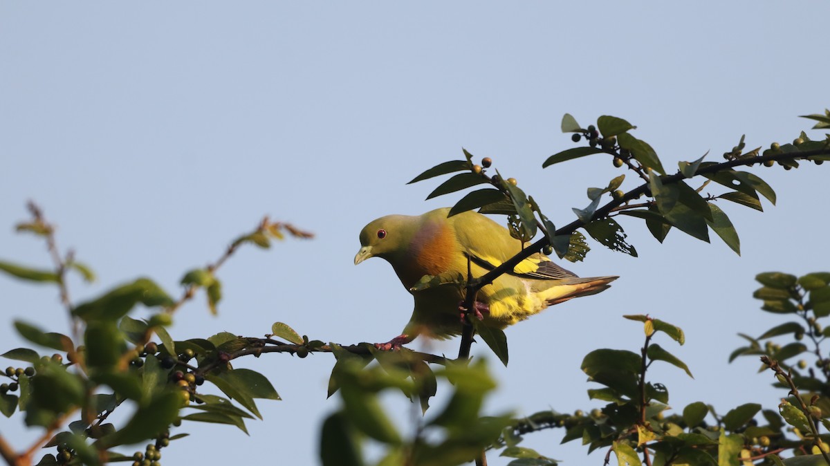 Orange-breasted Green-Pigeon - ML647008562