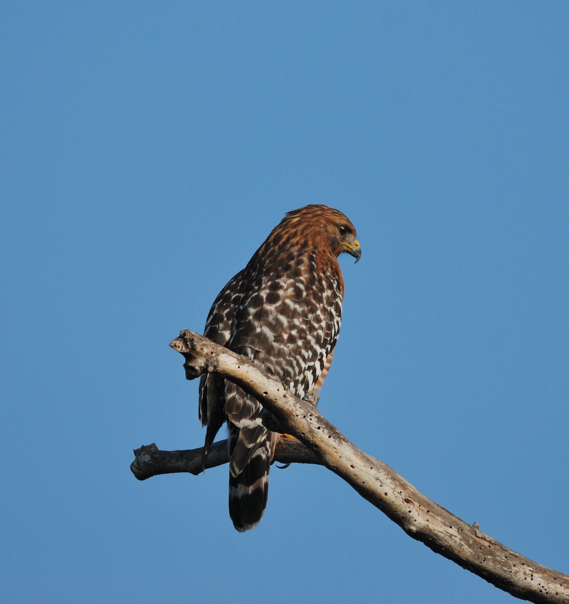 Red-shouldered Hawk - ML647008563