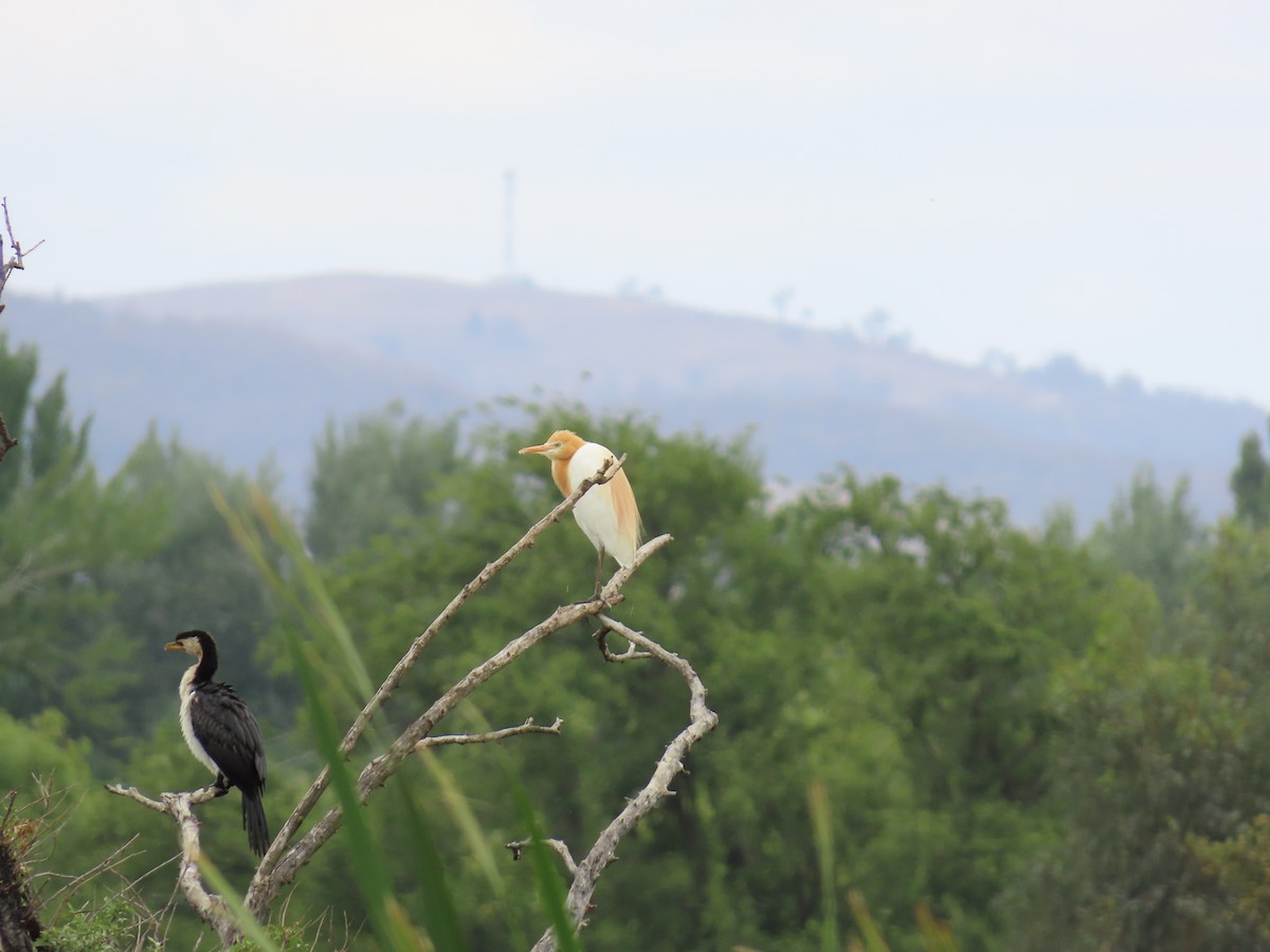 Eastern Cattle-Egret - ML647008564