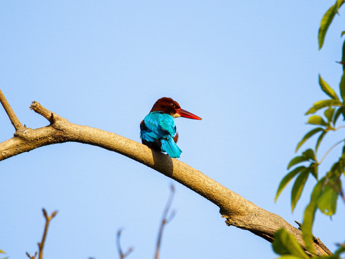 White-throated Kingfisher - ML647008565