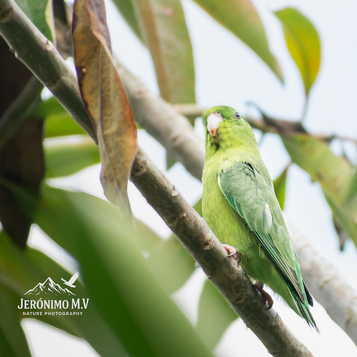 Spectacled Parrotlet - ML647008566