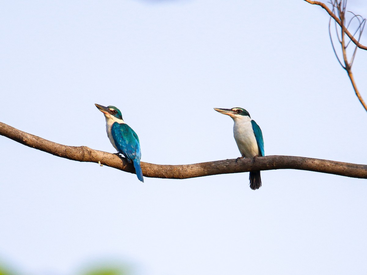 Collared Kingfisher - ML647008567