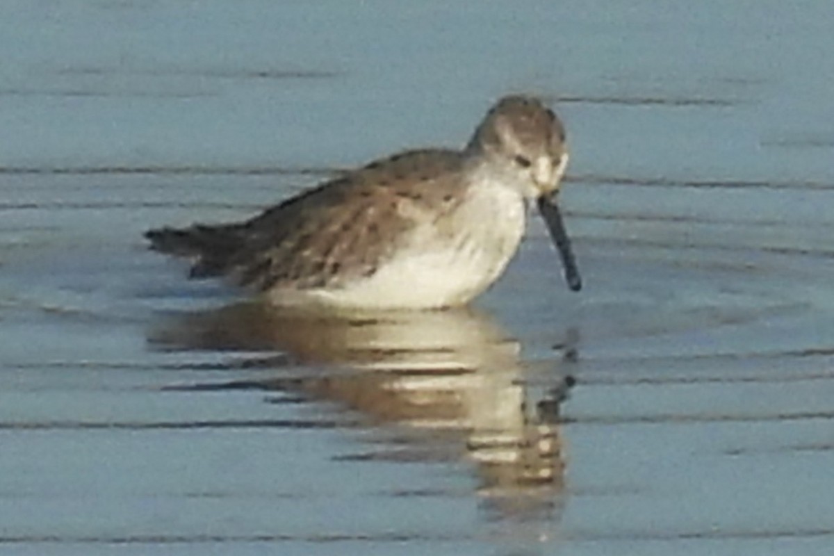 Western Sandpiper - ML647008568
