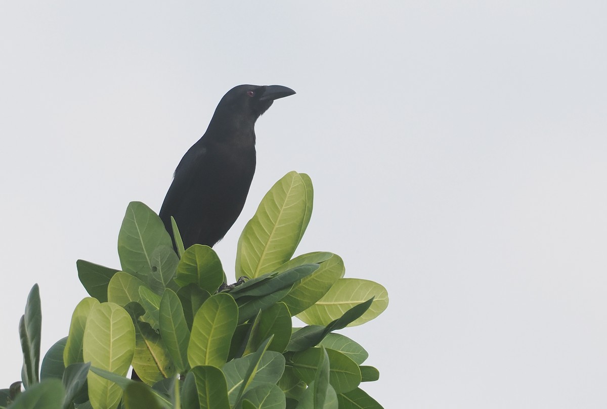 Piapiac - ML647008569