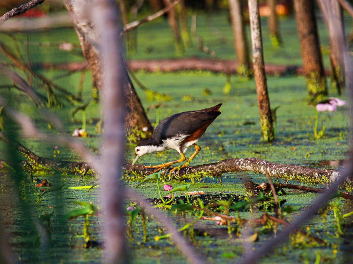 White-breasted Waterhen - ML647008570