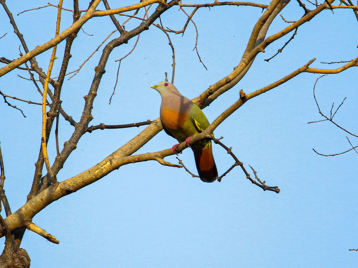 Pink-necked Green-Pigeon - ML647008571