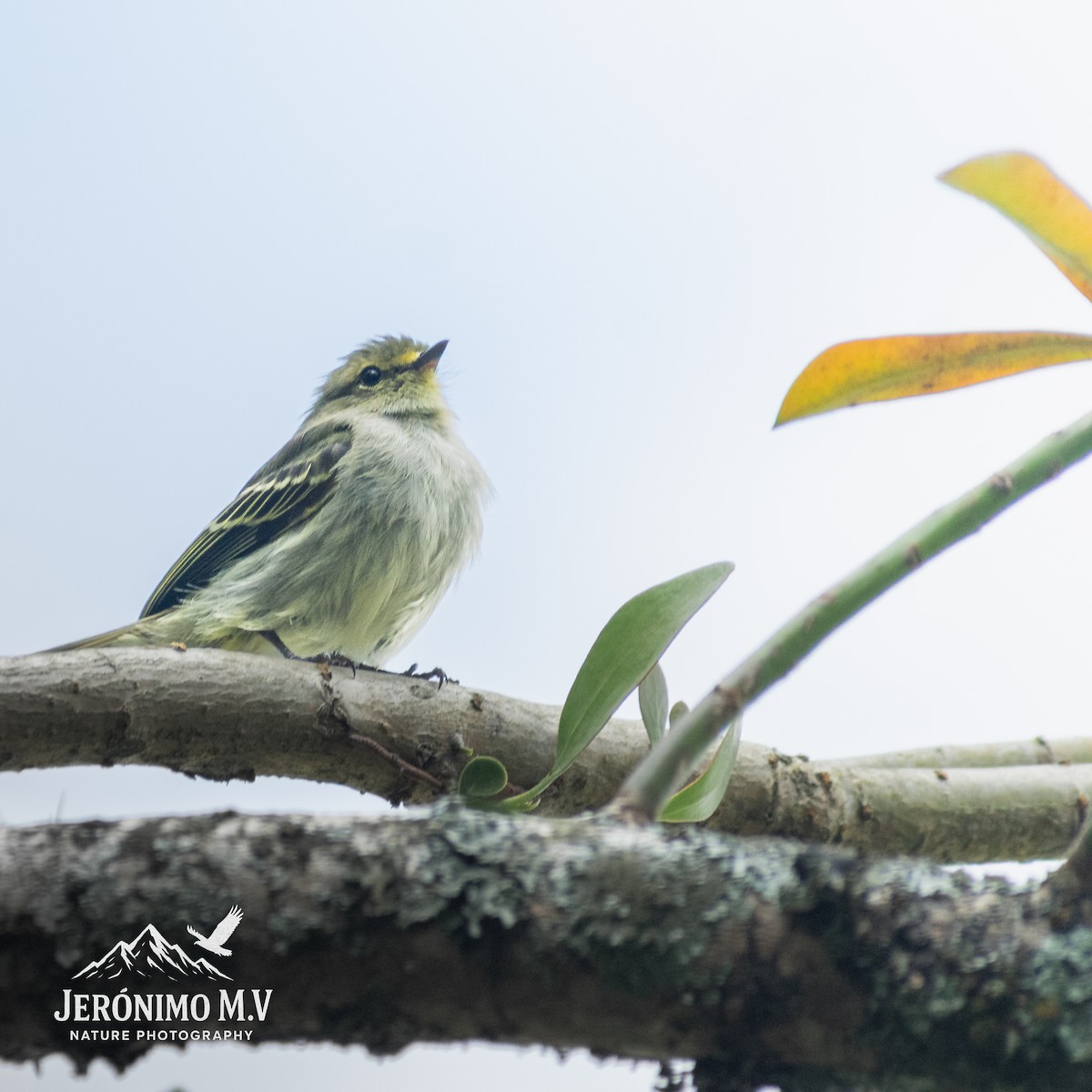 Golden-faced Tyrannulet - ML647008572