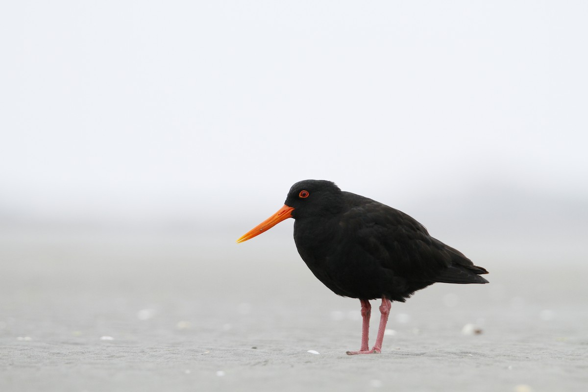 Variable Oystercatcher - ML647008573