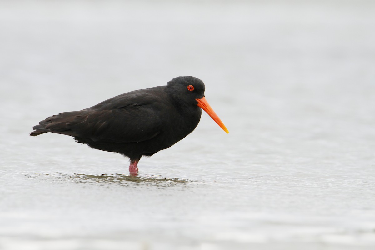 Variable Oystercatcher - ML647008574