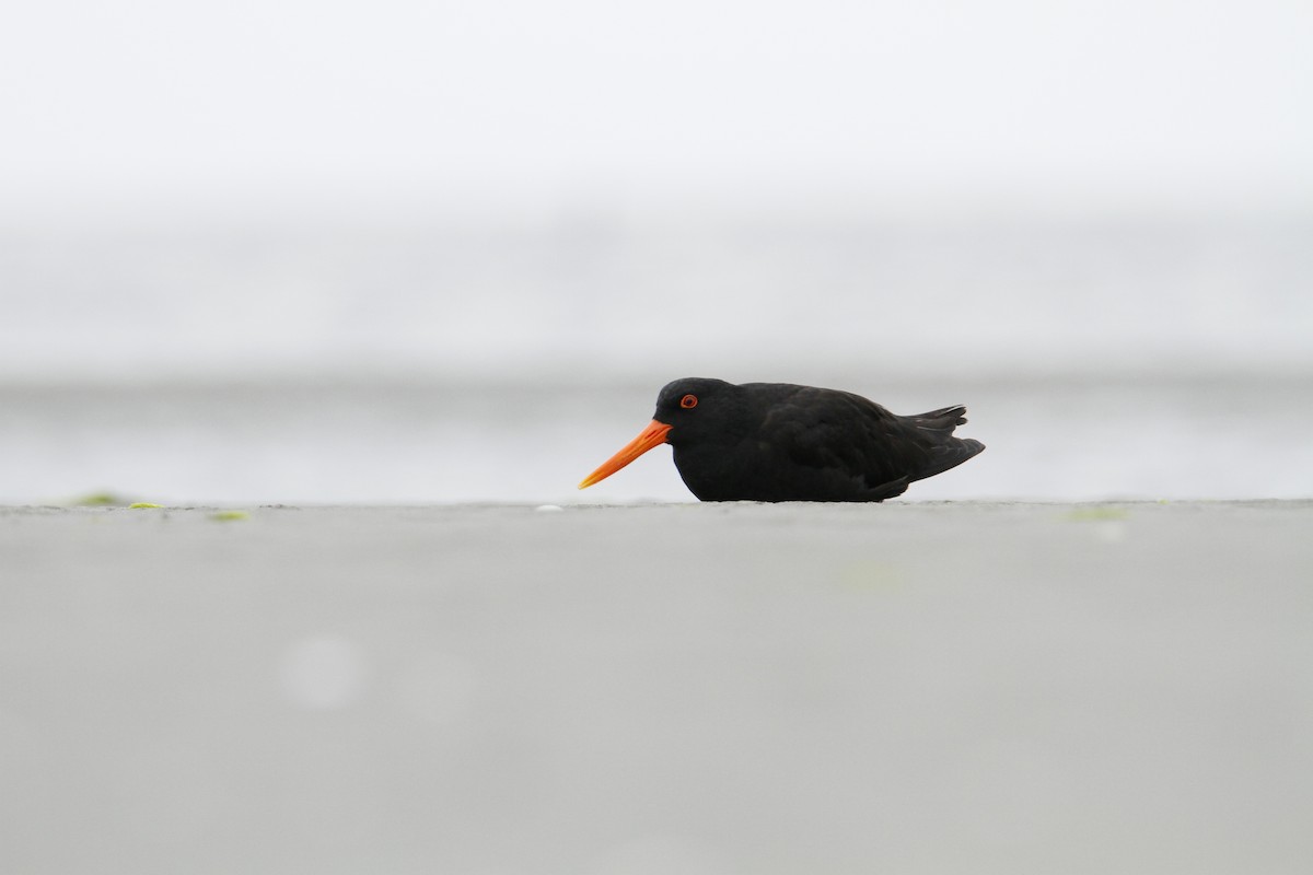 Variable Oystercatcher - ML647008575